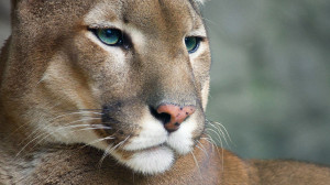 Full View and Download Cougar Wallpaper 2 with resolution of 1920x1080 ...