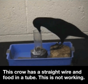 The amazing problem-solving skills of crows — measured by science!