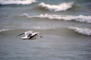 Seagull Flying Over Water