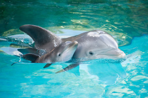... dolphins jumping baby dolphin images baby dolphin photos baby dolphin