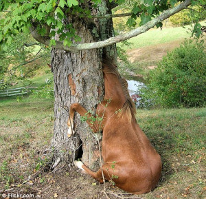 Horsing Around: The curious filly, called Gracie, caught in the tree