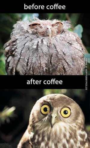 before-coffee-vs-after-coffee-owl