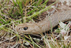 venomous-australian-snakes2.jpg
