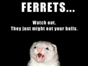 Funny Ferret Pics