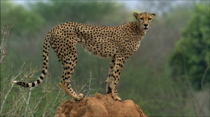 HD Cheetah / Africa – Stock Video # 309-533-427