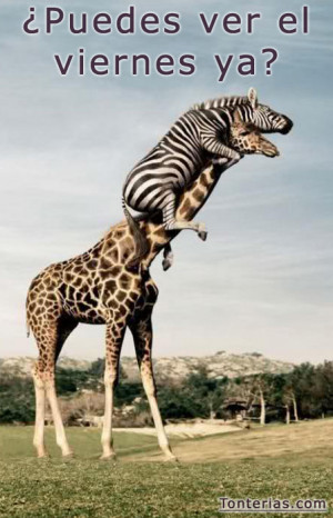 girafa-cebra-puedes-ver-viernes-ya.jpg