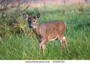 ... Tailed Deer Doe 450 x 320 · 54 kB · jpeg, White Tailed Deer Doe