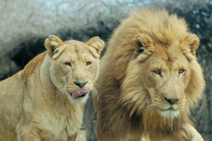 White Lion And Lioness