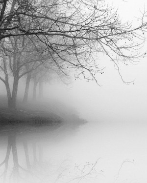 Black And White Tree, Fog Photography, Black White Photography, Winter ...