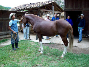 De Campo Cuenta Con Un Club Ecuestre Donde Podra Tomar Lecciones