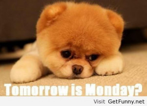 Tomorrow is monday - Funny Pictures, Funny Quotes, Funny Memes, Funny ...