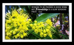 quick work. But friendship is a slow ripening fruit. ~Aristotle #Quote ...