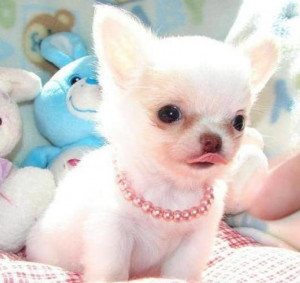 Pictures of Cute Chihuahuas Puppies