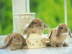 think there’s an aBUNdance of bunnies!