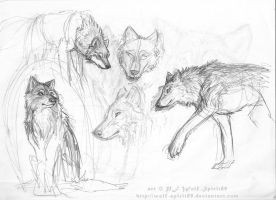 Arctic Wolf Sketch Mantoux