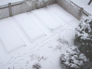 Skippy's vegetable garden highlights