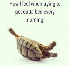 ... to get outta bed #Bed, #Bedroom, #Funny, #Quotes, #Sleeping, #Turtle
