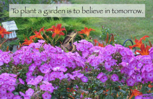 butterfly garden plants
