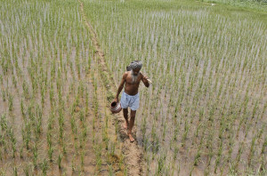 Representational Image: A farmer walks through a paddy field at ...