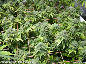 Thread: Deadhead OG - Flower Day 54 and 55 Pics - Days from harvest
