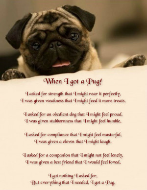 Quotes, So True, Pugs Funny Quotes, Pugs Poems, Pugs Baby, Pugs Life ...