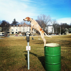 Return to The Most Cool, Calm and Collected Dog in the World (54 pics)