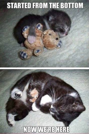 Animal Memes – Cuddly kitty