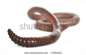 Earthworm, Lumbricus terrestris, in front of white background - stock ...