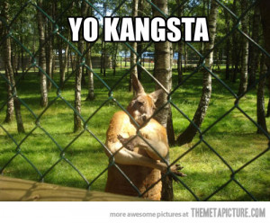 funny kangaroo crossing arms zoo