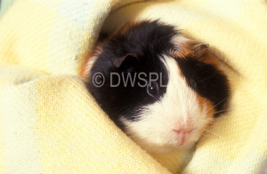 , guinea, guinea pig, guinea pigs, mammal, mammals, cricetidae, pet ...