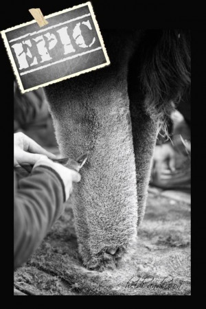 Show Cattle Quotes And Sayings