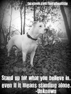 Pitbull Breed Quotes Tumblr Pitti, pitbull dog quotes,