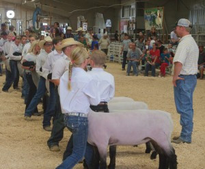 lamb showmanship