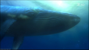 Whale (Finding Nemo) - Disney Wiki