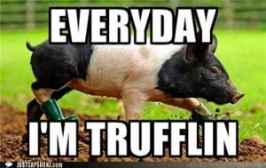 funny-captions-truffle-shuffle-yo1.jpg