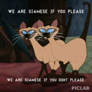 Lady and the tramp #mischief #cat #kitty Si and Am