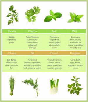 fresh herb chart