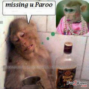 ... . You Also Like Funny Dog Drunk Picture and Funny Monkey Team Work