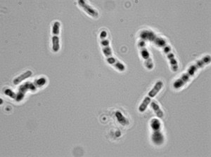 Go Back > Images For > Bacillus Megaterium Morphology