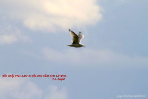 jonathan+livingston+seagull+quotes | jonathan livingston seagull story ...