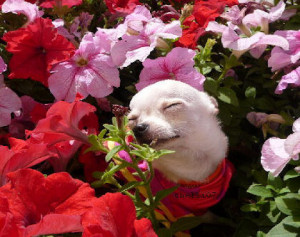Stopping to smell the flowers