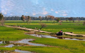Scenery of Village Life in Punjab Pakistan
