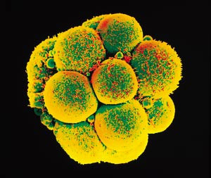 At Last, Scientists Weigh in on Stem Cells