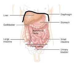 cat of the abdominopelvic cavity organs