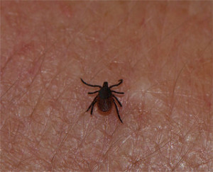 How to Prevent Lyme Disease