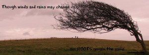 Strong Roots Quotes http://covermyfb.com/covers/29634/strong+roots