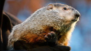Punxsutawney Phil after emerging from his burrow on Gobblers Knob in ...