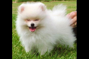 Pomeranian dog Picture Slideshow