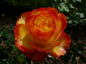 Yellow and Orange Rose Photograph