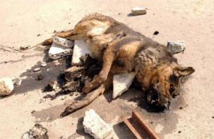 German Shepherd - Latest Headlines - UPI.com - UPI.com